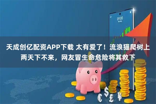 天成创亿配资APP下载 太有爱了！流浪猫爬树上两天下不来，网友冒生命危险将其救下